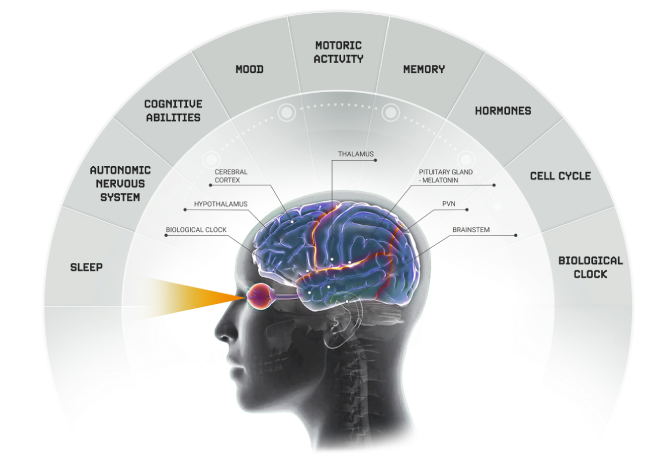 The influence of light on the brain